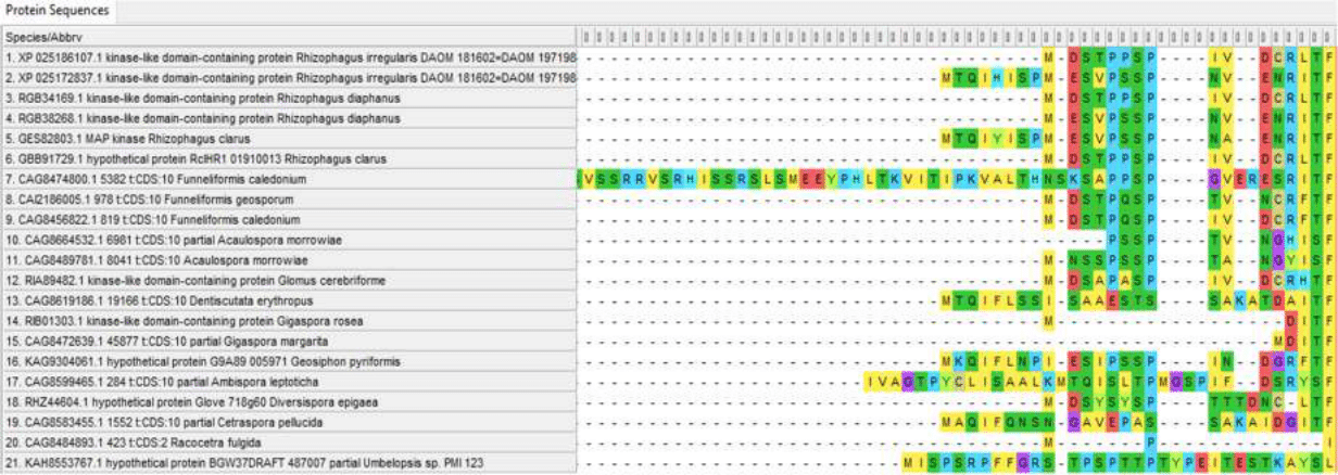 Variable N-terminus of Ste11 proteins