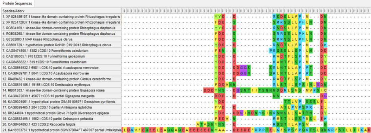 Insertions and variable regions in the internal part of Ste11 proteins amino-acid sequence