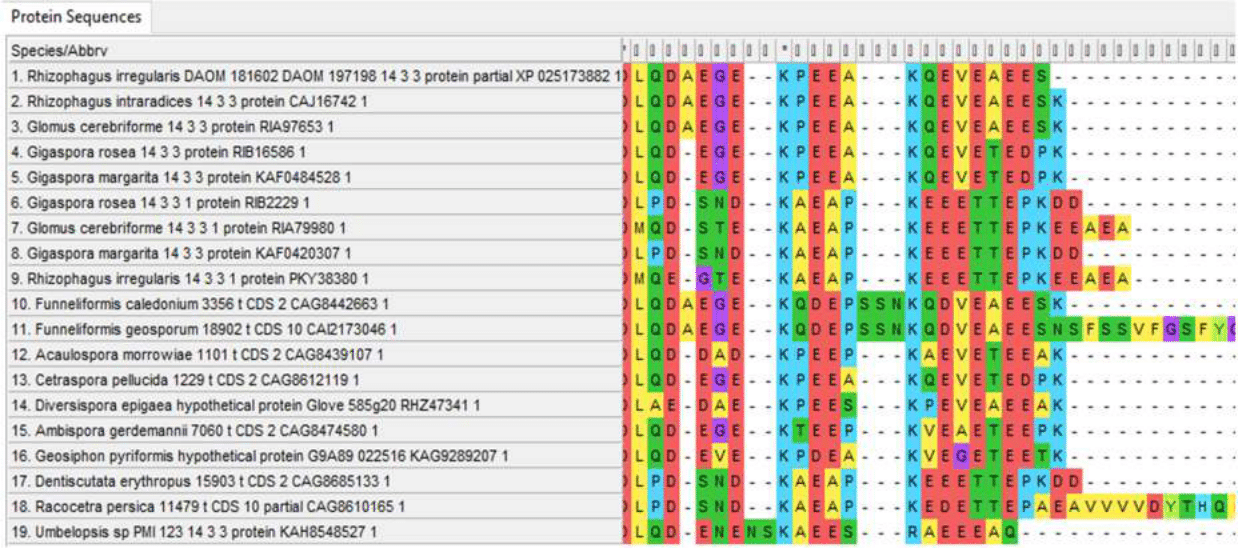 Variable C-terminal regions of 14-3-3 protein