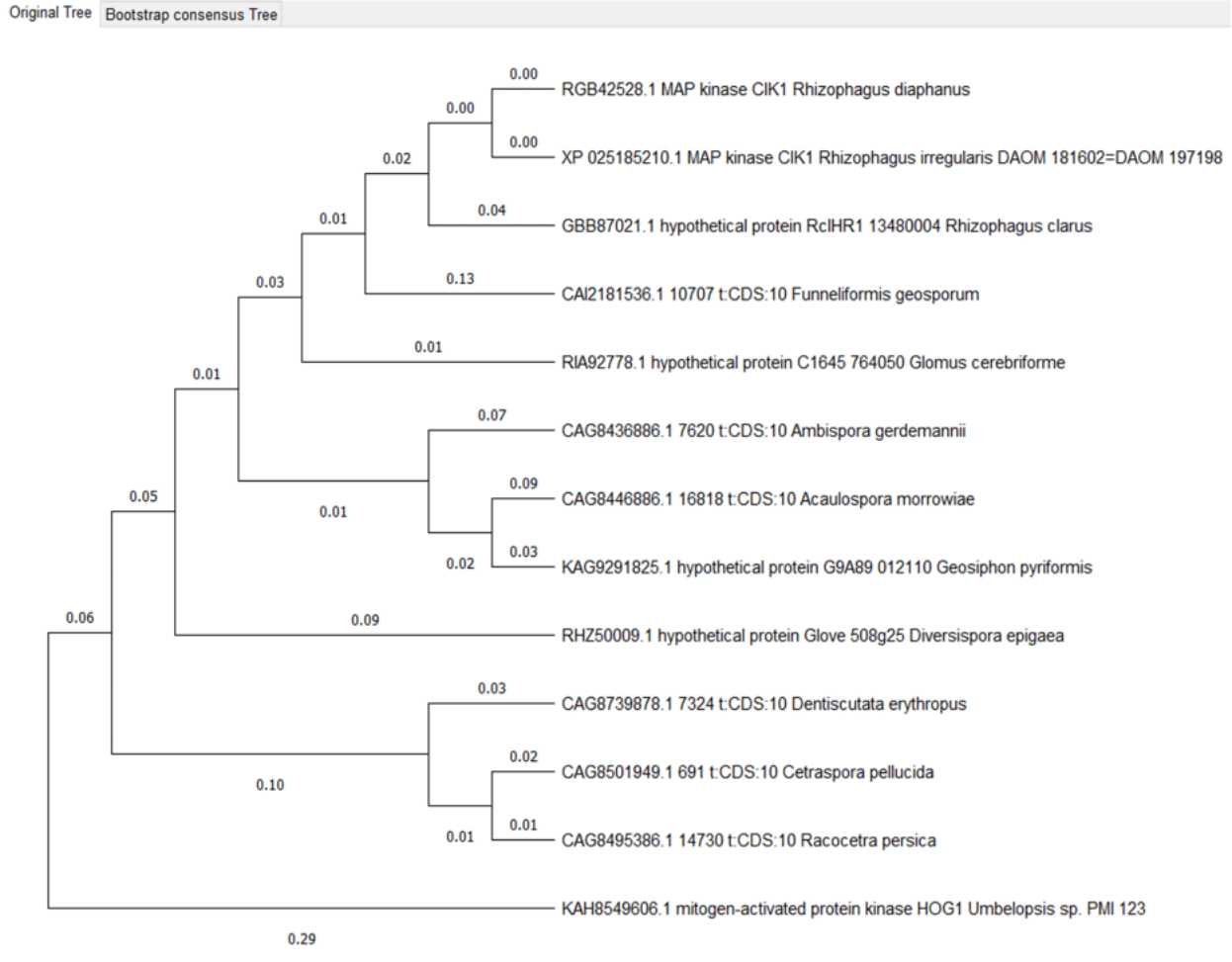 Hog 1 proteins phylogenetic tree