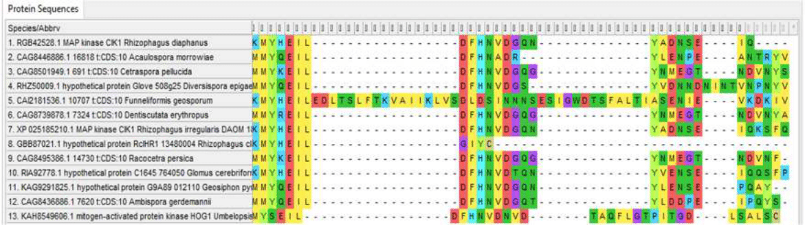 C-terminal variable regions of Hog1 proteins