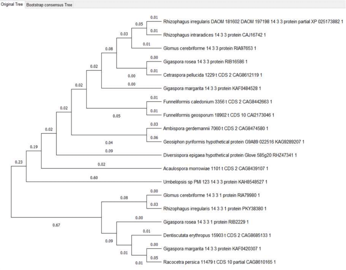 14-3-3 proteins phylogenetic tree