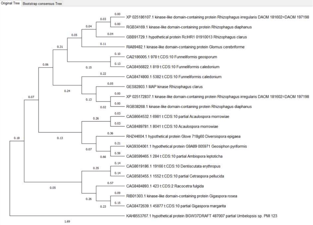 Ste11 proteins phylogenetic tree