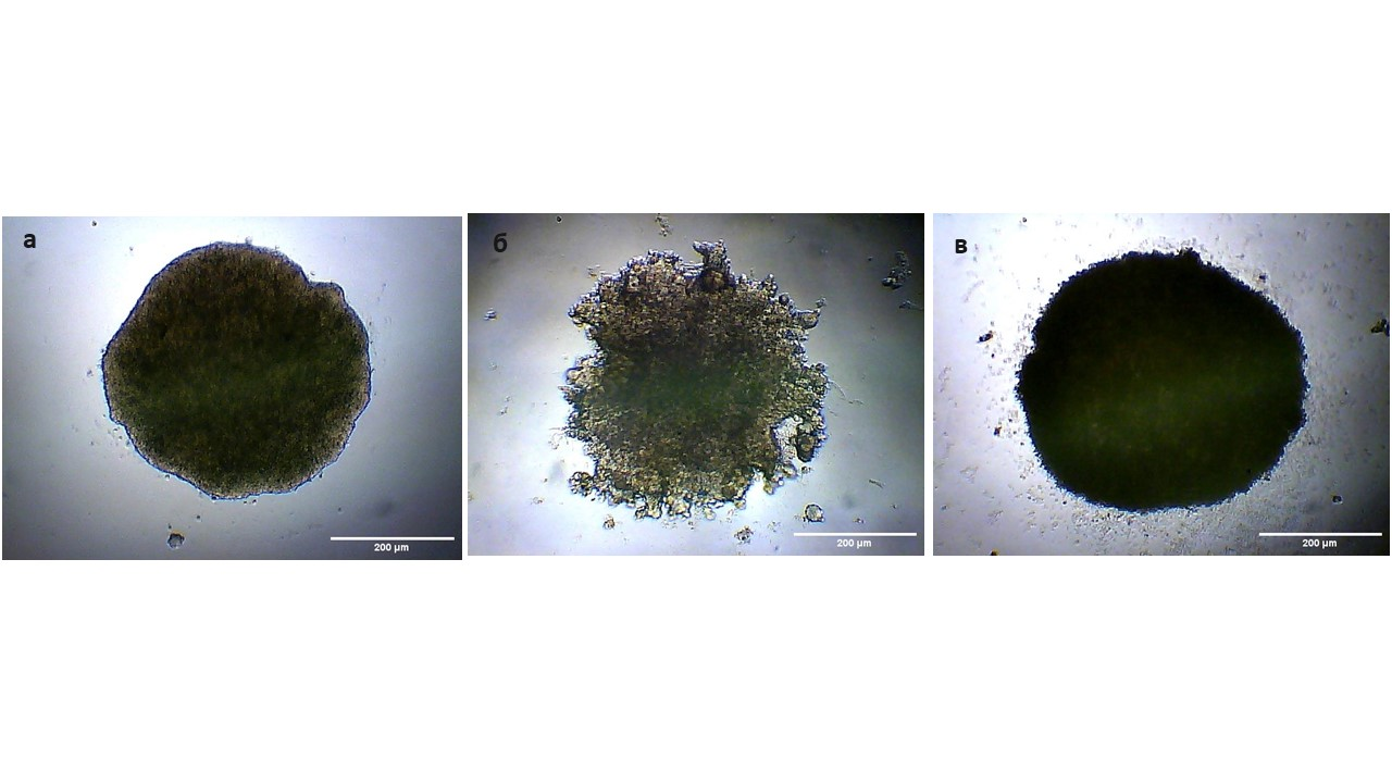 Исходные изображения клеточных сфероидов 