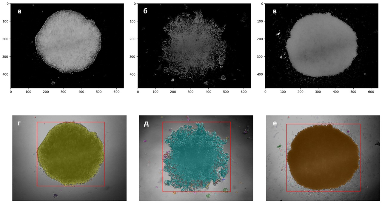 Результат бинаризации изображений (а-в) и маркировки клеточных сфероидов на изображениях (г-е)