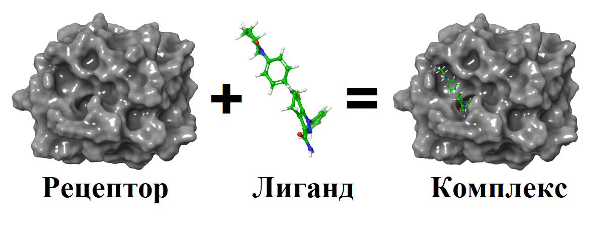 Схема молекулярного докинга