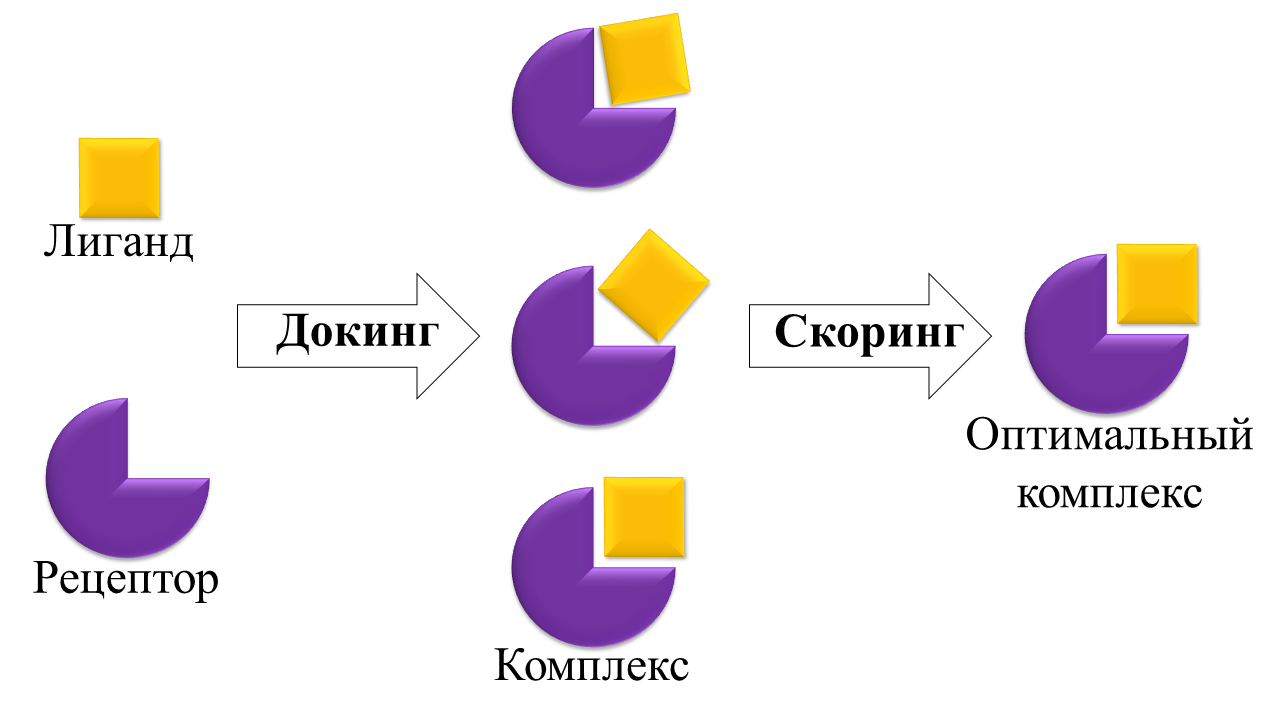 Схема принципа действия оценочной функции, где скоринг – это процесс оценки и ранжирования комплексов лиганд-рецептор