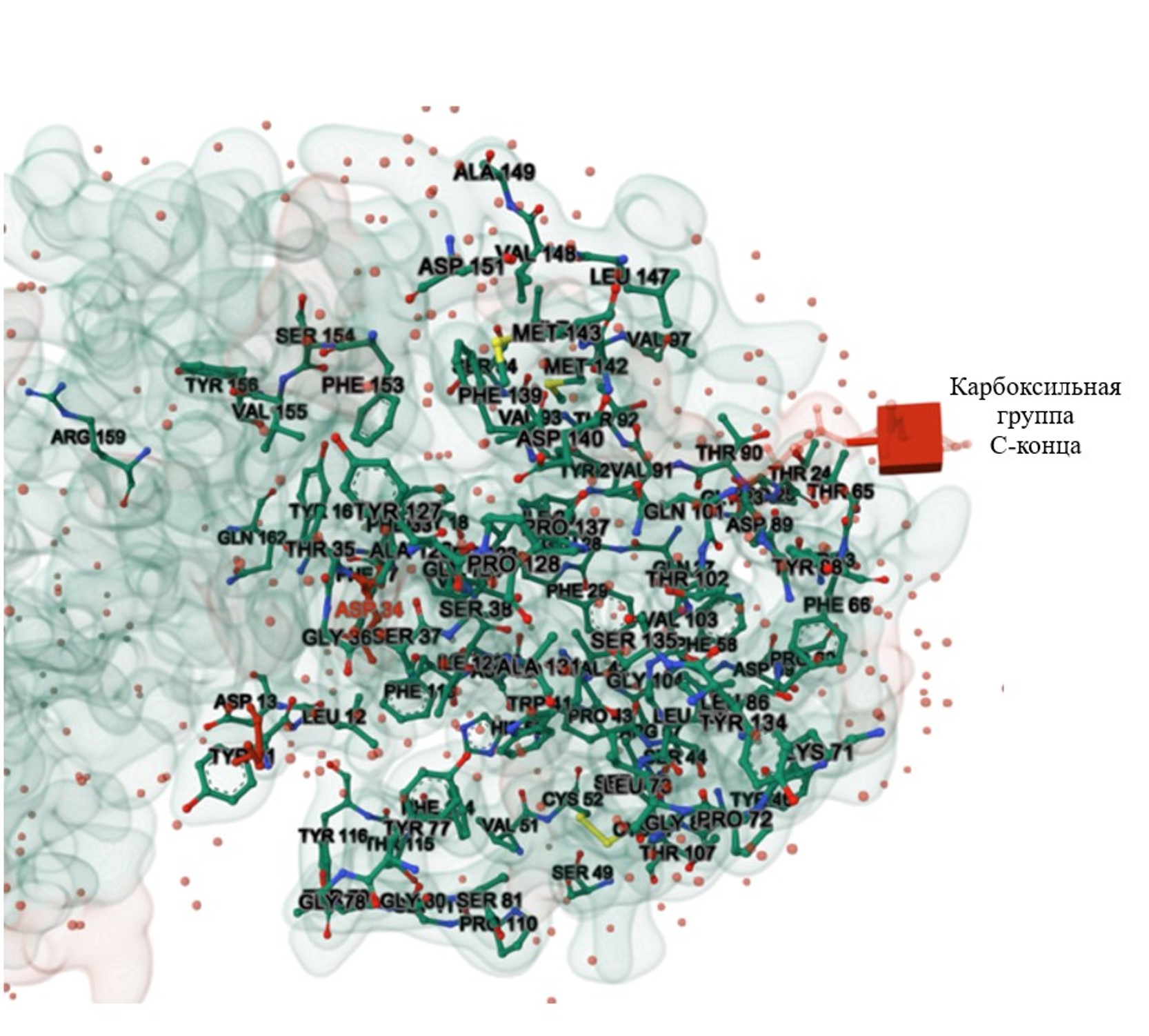 3D-модель каталитического центра белка химозина Camelus dromedaries с обозначением консервативныхучастков (синий и зеленые цвета)
