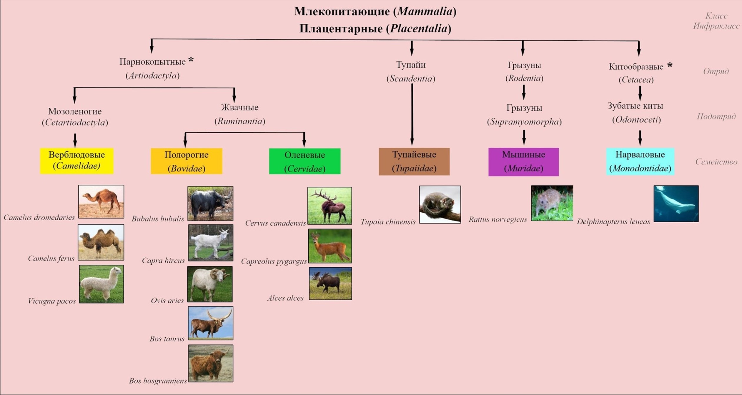  Анализируемые представители семейств класса млекопитающие (Mammalia)