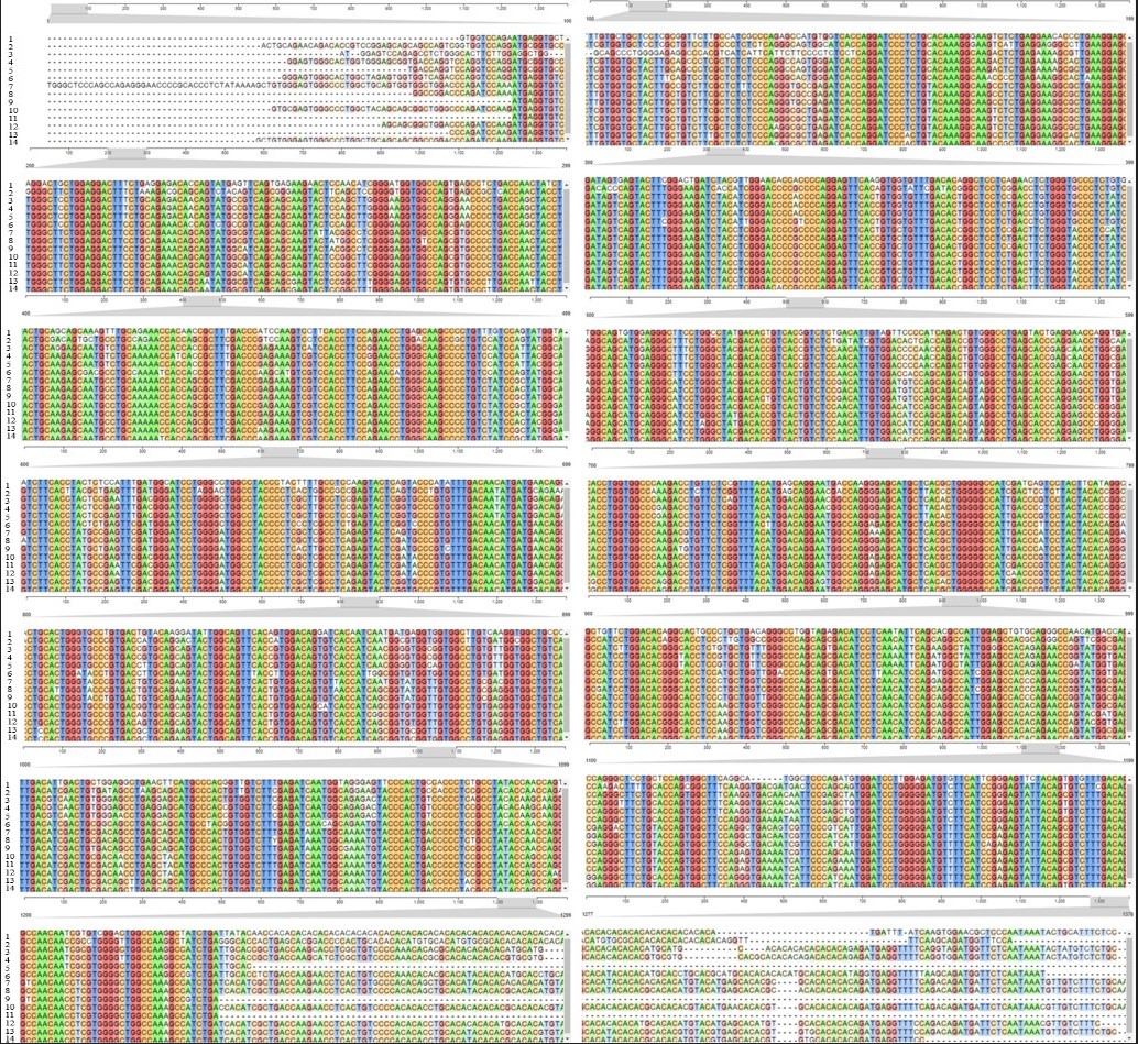 Выравнивание кодирующей нуклеотидной последовательности гена химозина исследуемых семейств позвоночных животных: 1 - R. norvegicus; 2 - T. chinensis; 3 - V. pacos; 4 - C. ferus; 5 - C. dromedarius; 6 - D. leucas; 7 - C. canadensis; 8 - A. alces; 9 - C. pygargus; 10 - B. bubalis; 11 - B. grunniens; 12 - B. taurus; 13 - O. aries; 14 - C. hircus
