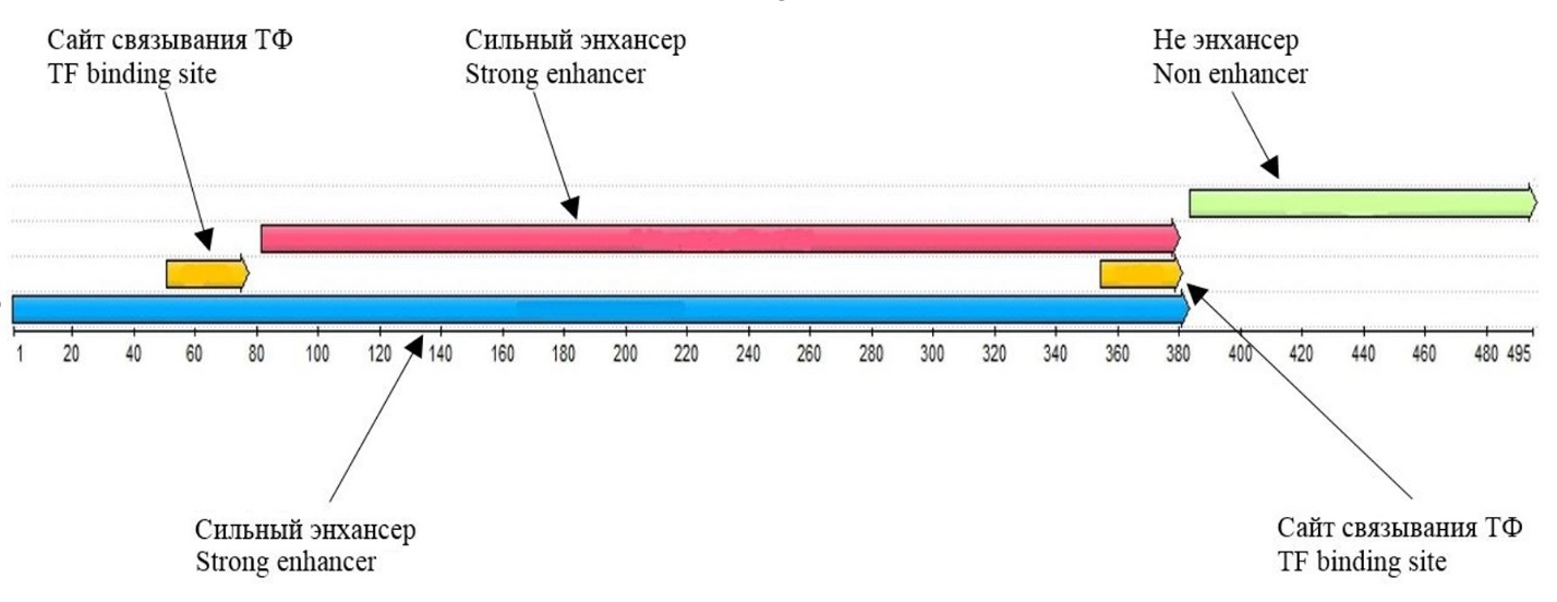 Аннотационная карта микросателлита Sat_100 с длиной 495 п.н