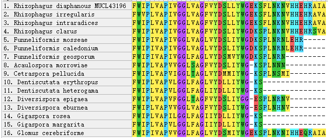 C-terminus of AQPF2 alignment