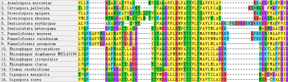 Insertions and variable regions in the alignment of AQPF1 Protein