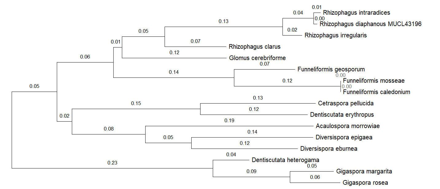 AQPF1 proteins phylogenetic tree