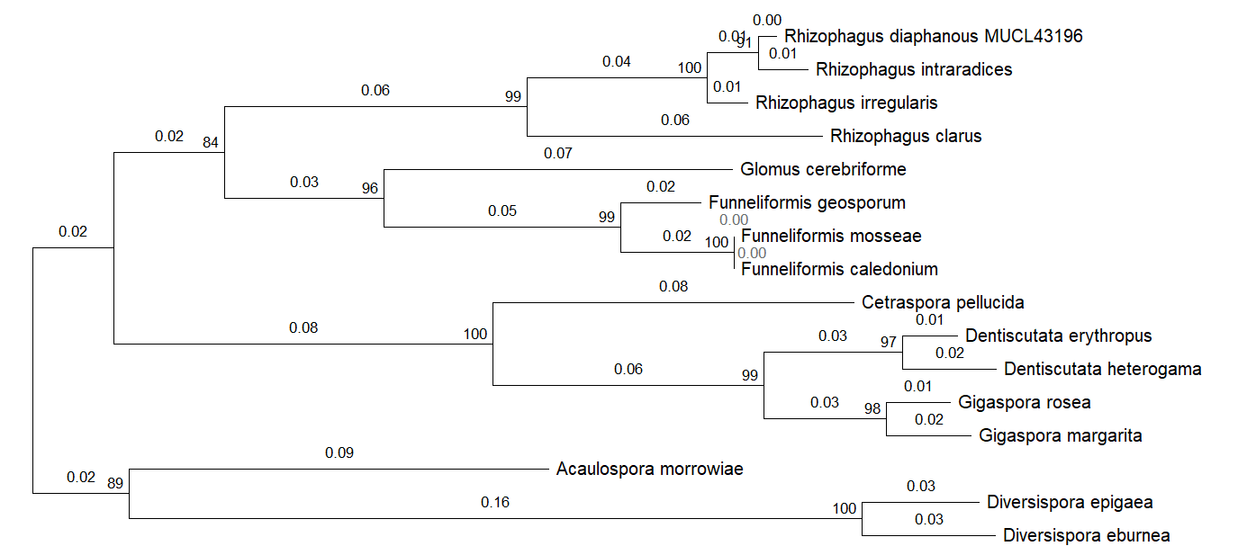 AQPF2 proteins phylogenetic tree