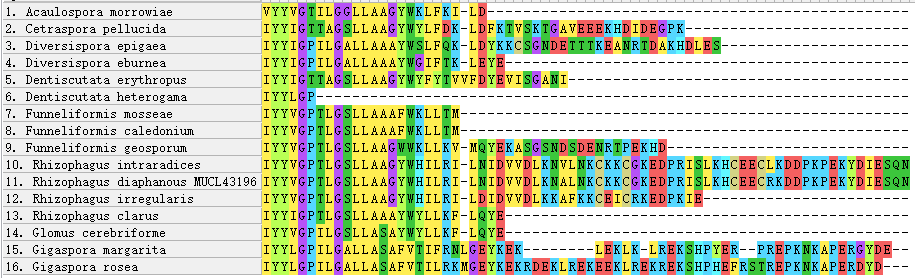 C-terminus of AQPF1 alignment