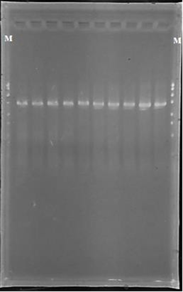 Электроферограмма продуктов амплификации генов 16S рРНК, rpoB, nodC: M – маркеры молекулярной массы; дорожки 1-8 – амплифицированные образцы штаммов Bradyrhizobium sp. из клубеньков сои