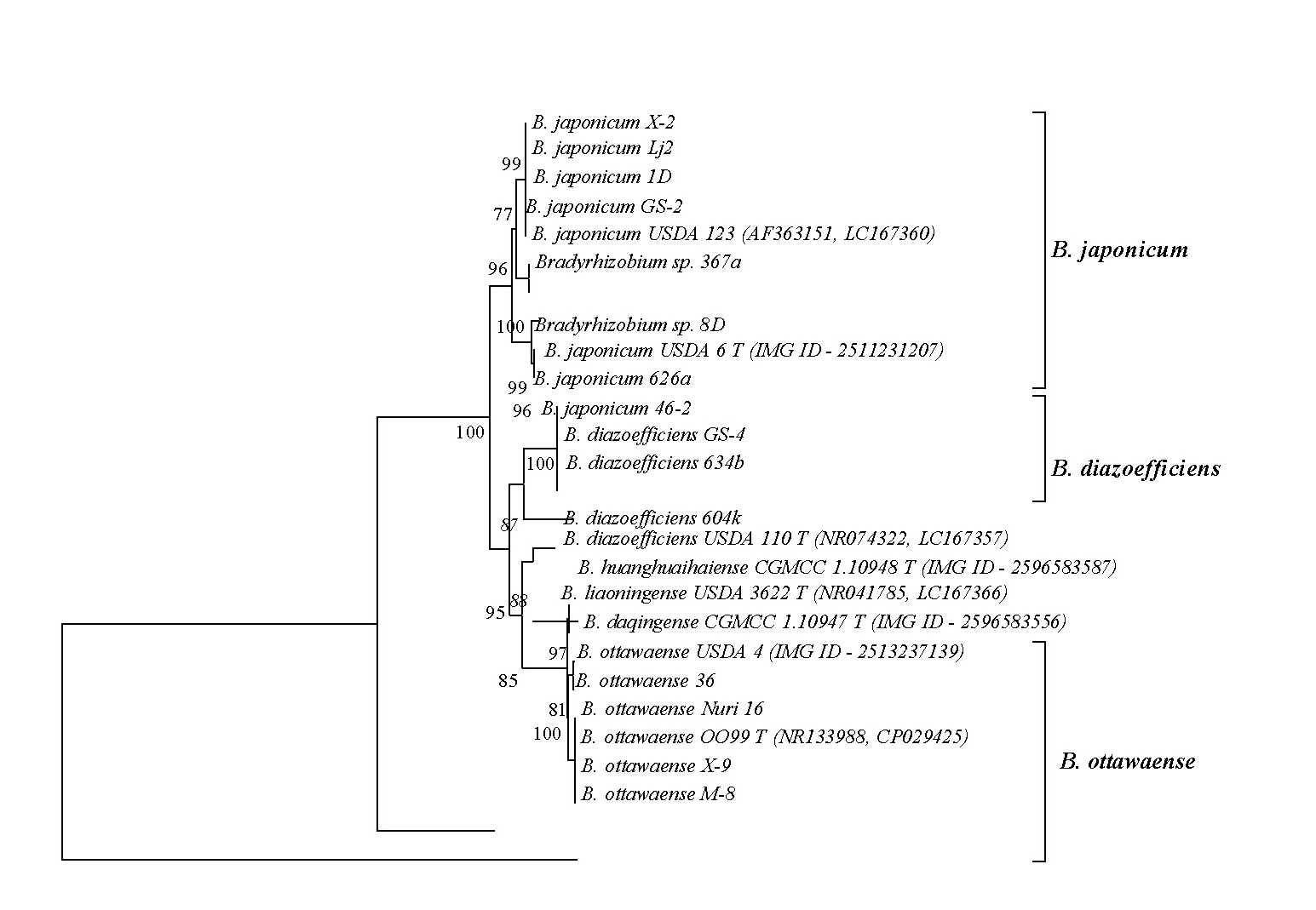 Филогенетическое дерево клубеньковых бактерий сои, построенное на основе мультилокусного анализа хромосомных генов