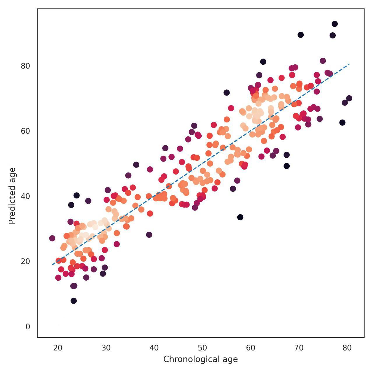 Predicted and chronological age