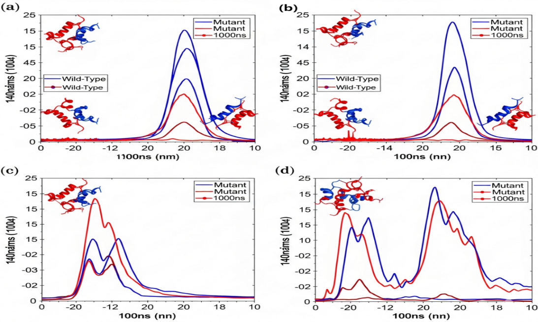 Molecular Dynamics Simulation Results for a Destabilizing Mutation