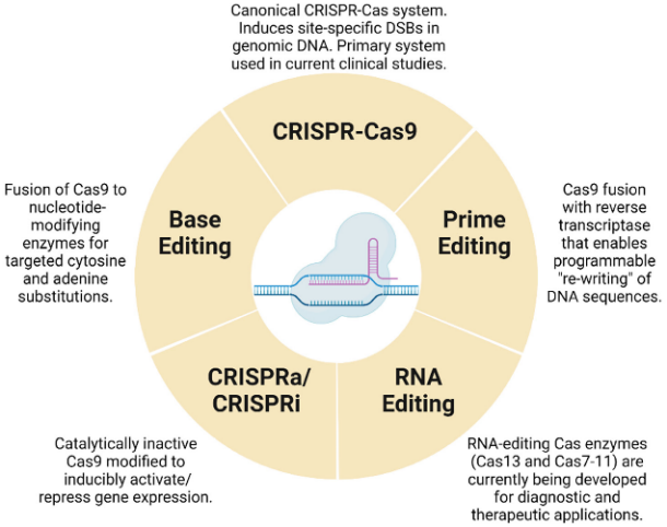 Conceptual overview of CRISPR-Cas genome editing showing gRNA-guided DNA targeting, Cas-mediated DNA cleavage, and DNA repair pathways